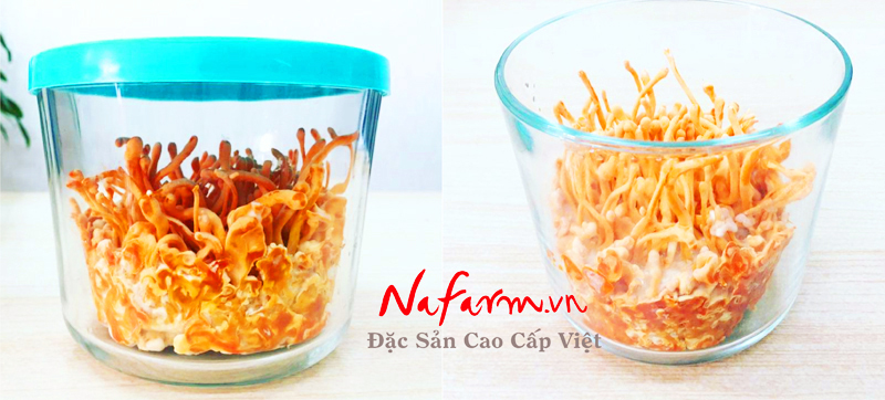 dong-trung-ha-thao-tuoi