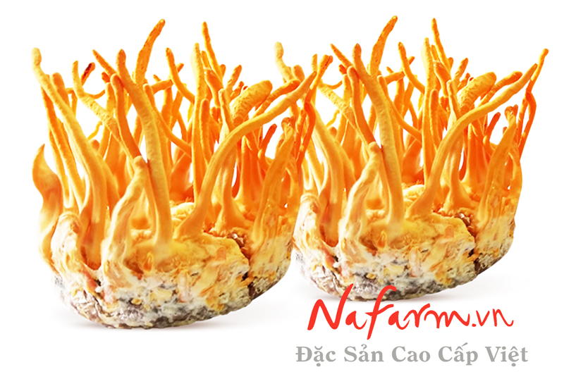 dong-trung-ha-thao-tuoi