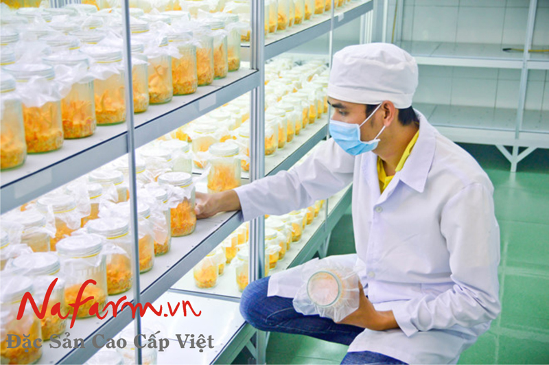 dong-trung-ha-thao-say-kho