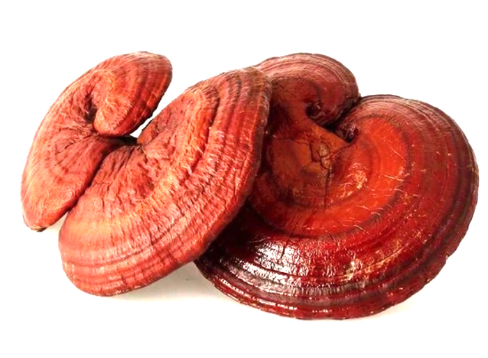 nam-linh-chi-do-han-quoc-korea-tui-xanh-dac-san-cao-cap-com