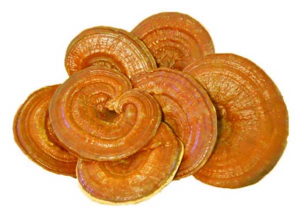 nam-linh-chi-vang-han-quoc-tui-vang-dac-san-cao-cap-com