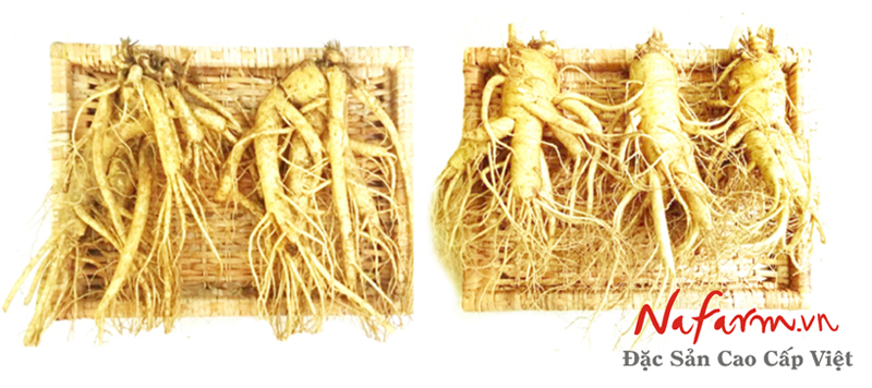 sam-tuoi-han-quoc-2-3-cu-1-kg