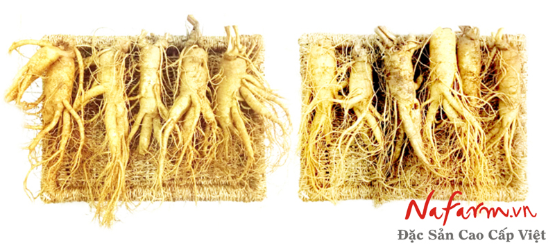 sam-tuoi-han-quoc-5-6-cu-1-kg