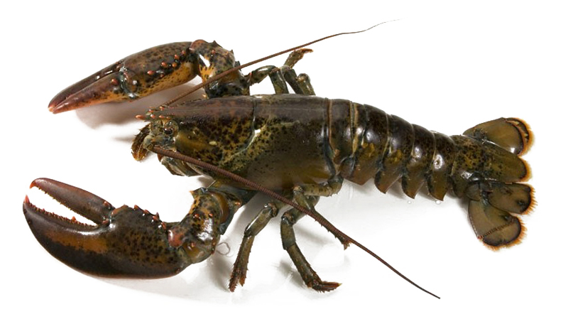 tom-hom-canada-dac-san-cao-cap-com tom-hom-canada-dac-san-cao-cap-com